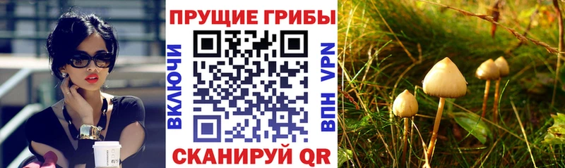 что такое наркотик  Динская  сайты даркнета официальный сайт  Галлюциногенные грибы MAGIC MUSHROOMS 